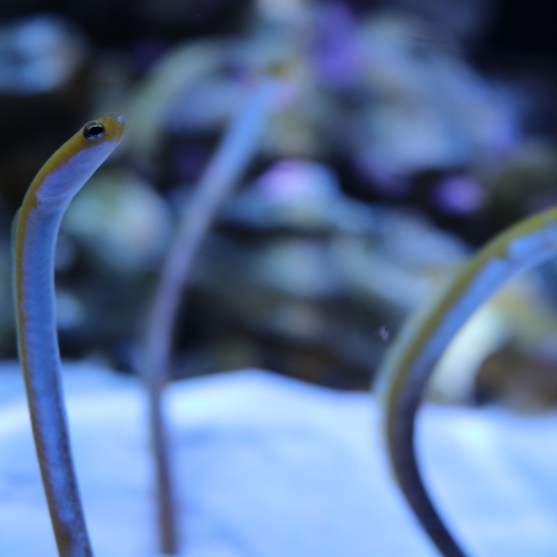 Small Eels
