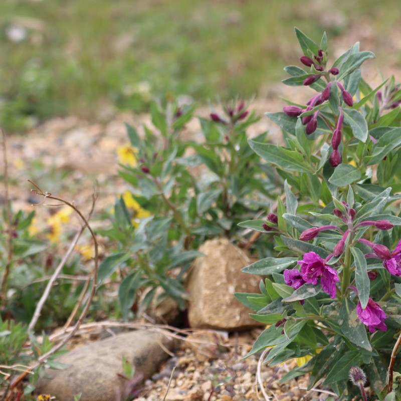 Denali Wildflowers