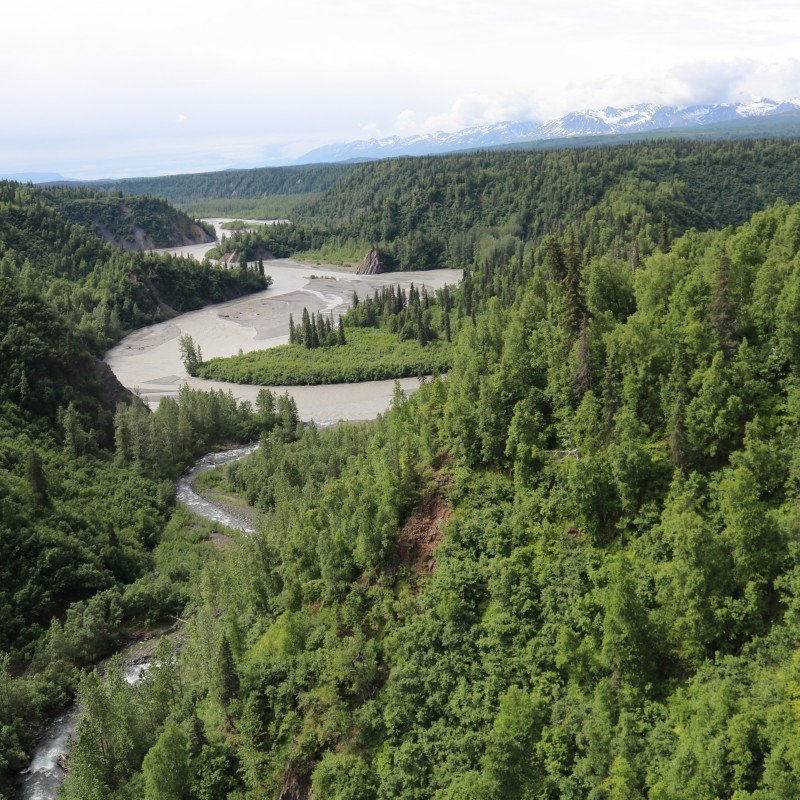 Denali River View