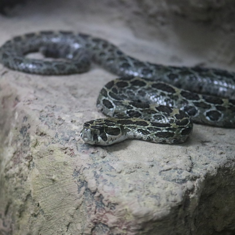 Audubon Zoo Snake