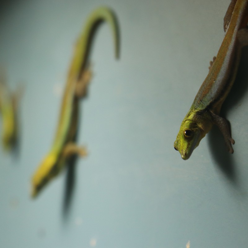 Audubon Zoo Lizards