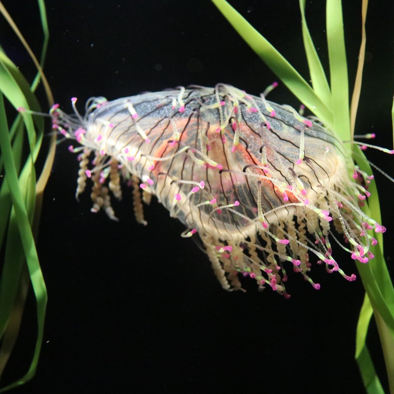 New England Aquarium June 2018