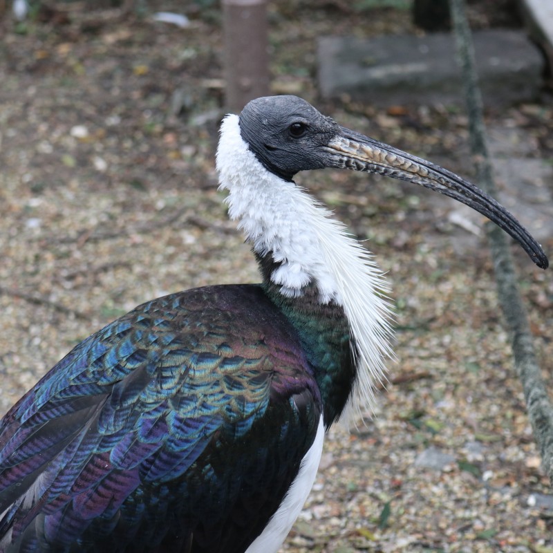 Audubon Zoo December 2018