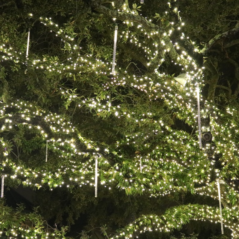 Audubon Zoo Tree Lights