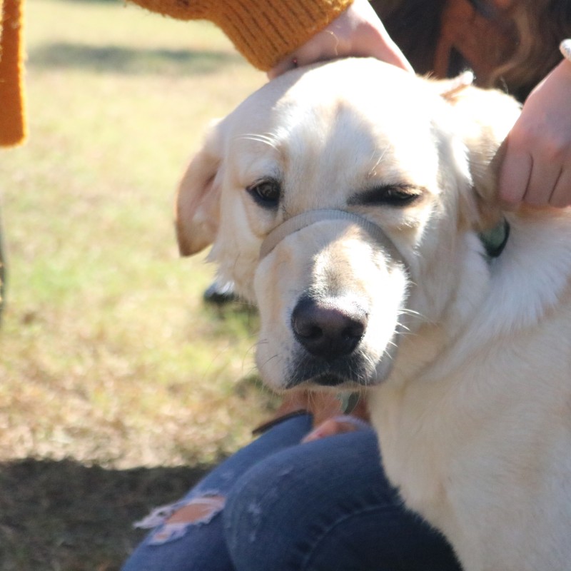 Dog Attends Festival